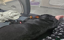 Rottweiler dogs for sale: Beautiful kc rottweiler puppies 3rd gen  - Image 1