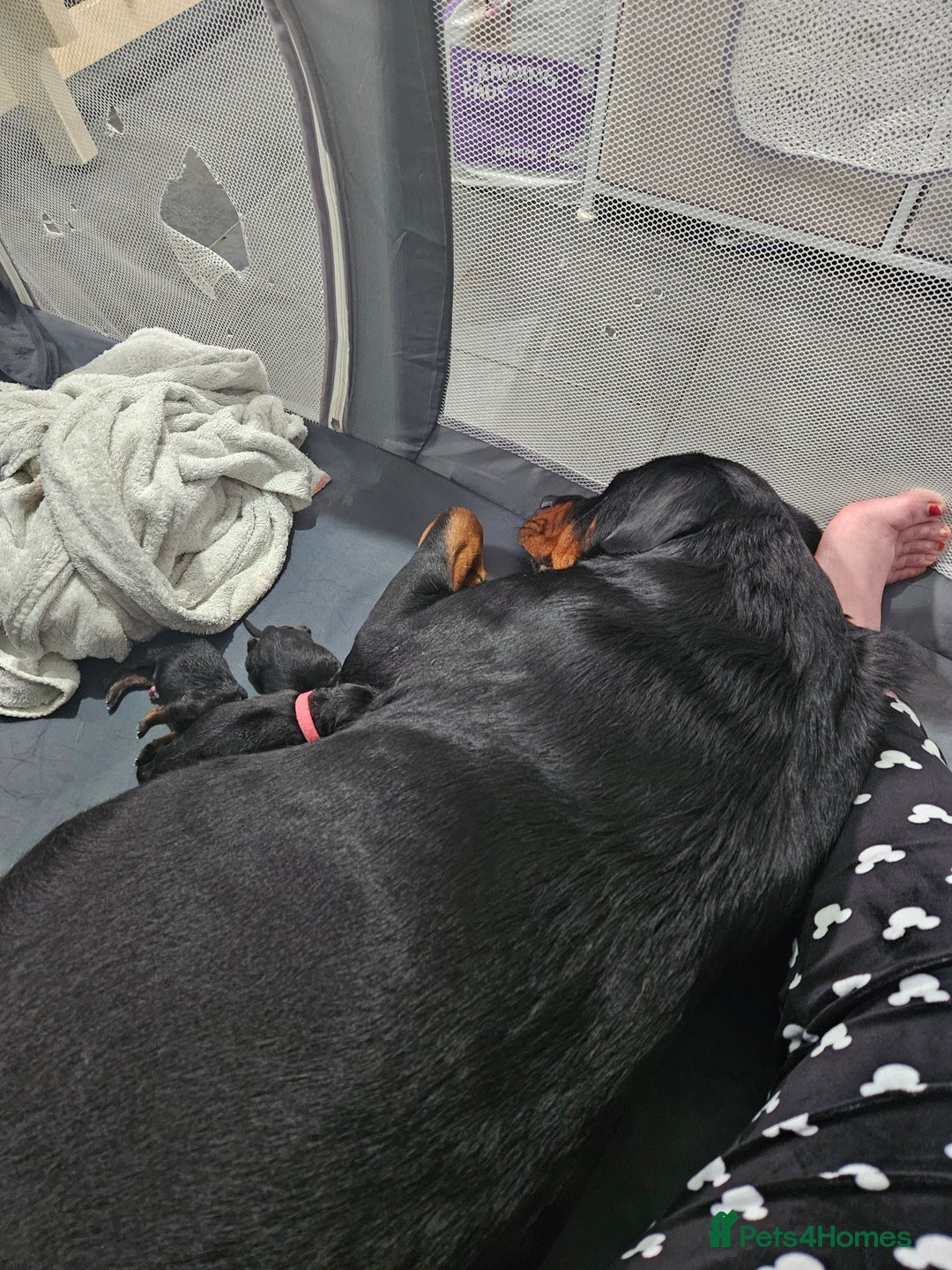 Rottweiler dogs for sale: Beautiful kc rottweiler puppies 3rd gen  - Image 1