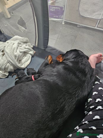 Rottweiler dogs - Advert 8