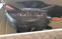 Mixed Breed cats for sale: 2 females 1 male  - Image 5
