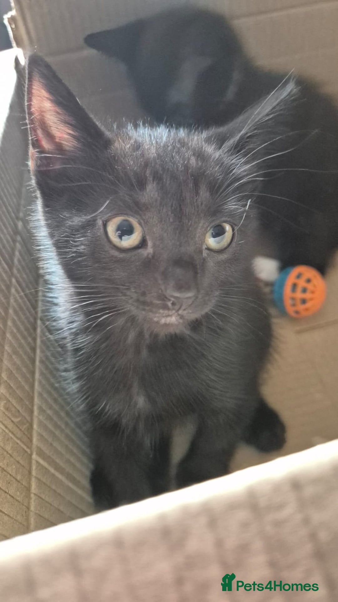 Mixed Breed cats for sale: 2 females 1 male  - Image 5