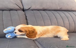 Cavalier King Charles Spaniel dogs for sale: ⭐Cavalier Boy -0% COI & Fully Health Tested⭐ - Image 12