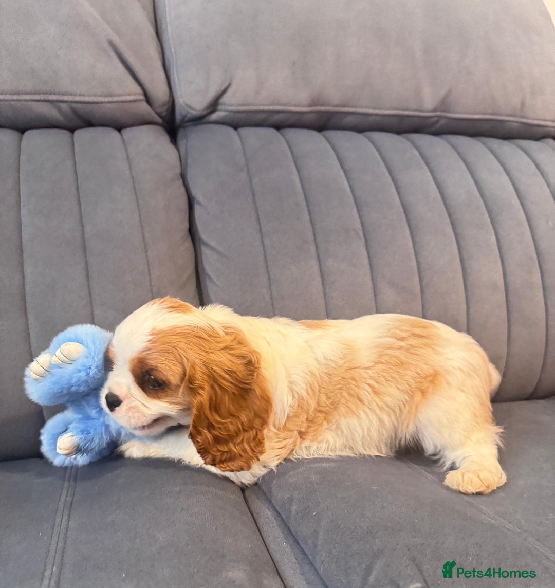 Cavalier King Charles Spaniel dogs for sale: ⭐Cavalier Boy -0% COI & Fully Health Tested⭐ - Image 12