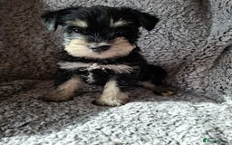 Miniature Schnauzer dogs for sale: Miniature Schnauzer beauties - Image 9