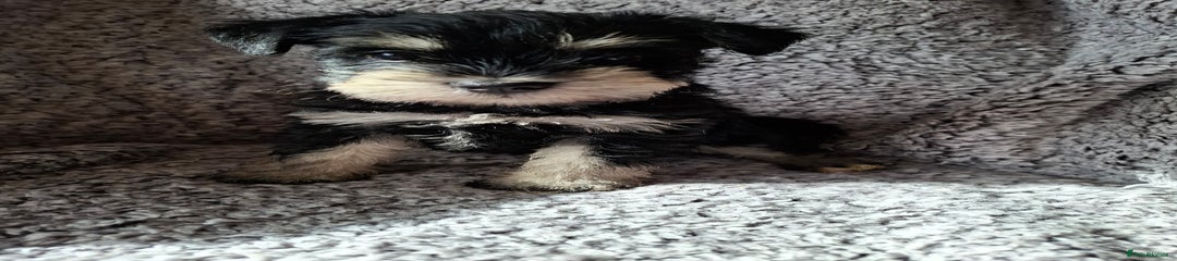 Miniature Schnauzer Puppy 3
