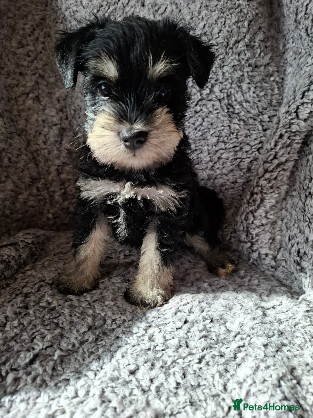 Miniature Schnauzer dogs for sale: Miniature Schnauzer beauties - Image 9