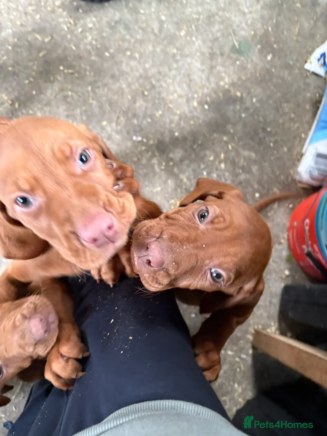 Hungarian Vizsla dogs for sale: Pedigree Hungarian Vizsla  in Newry - Advert 4