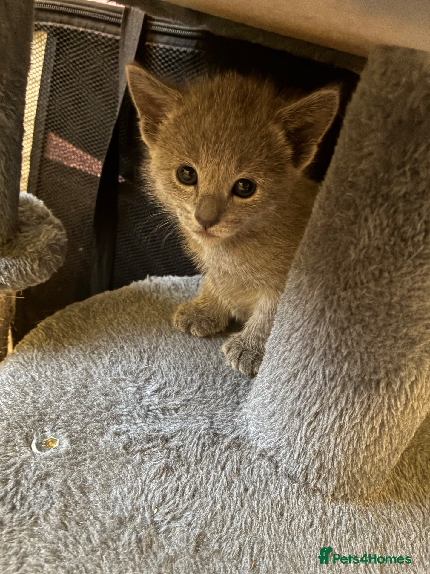 Russian Blue cats for sale: TICA 5* pedigree Russian Blue Kittens - Advert 2