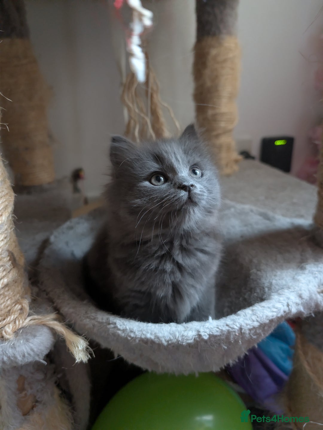 Mixed Breed cats for sale: Fluffy Blue British Shorthair Mix Female Kitten - Image 1