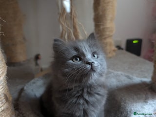 Mixed Breed cats for sale - Advert 2