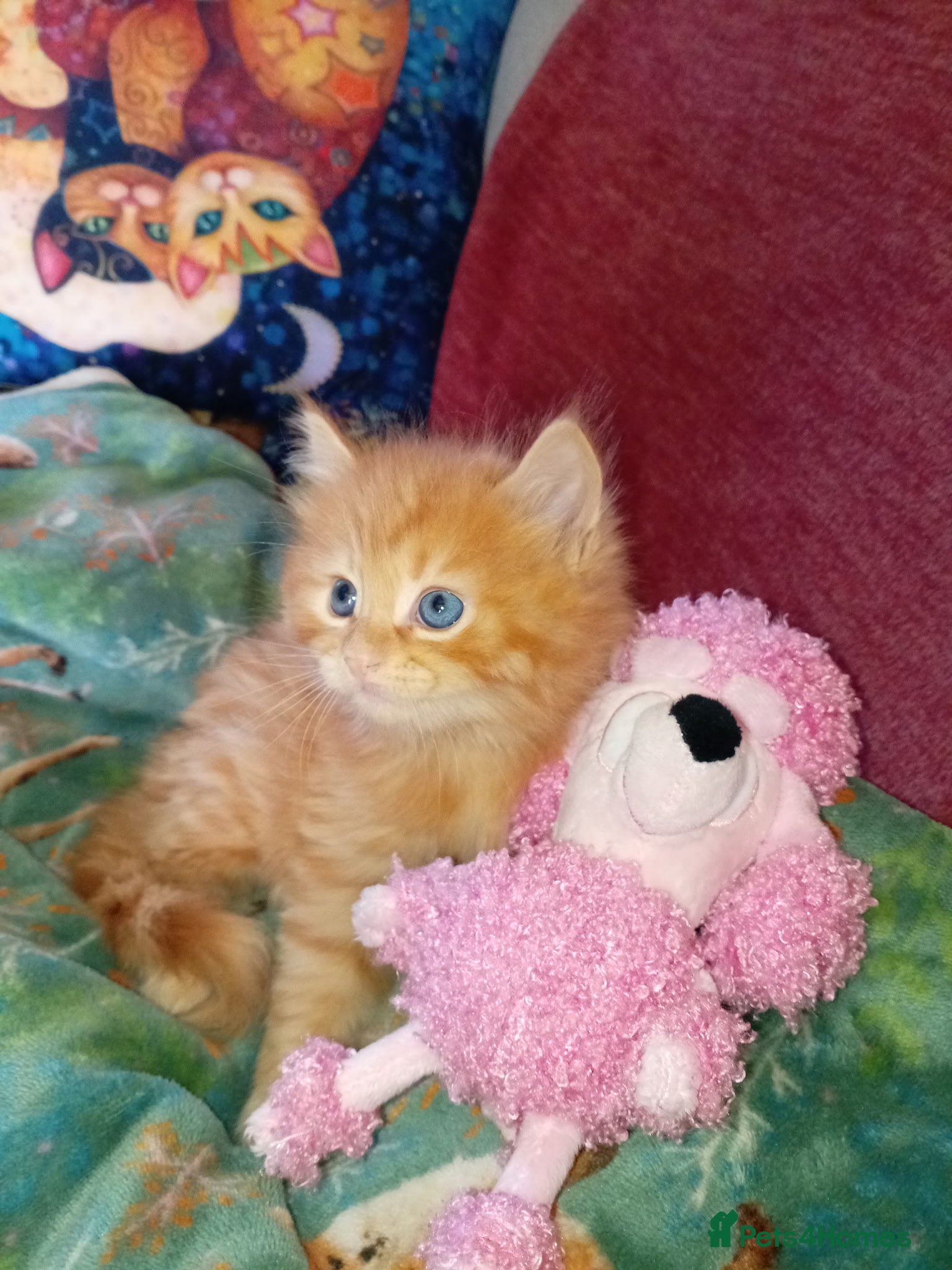Mixed Breed cats Maine Coone X Ragdoll kittens - Advert 1
