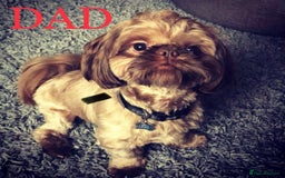 Shih Tzu dogs for sale: ✨ Beautiful Shih Tzu Puppies for Sale ✨ - Image 4