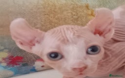 Sphynx cats for sale: Beautiful Sphinx available  - Image 5