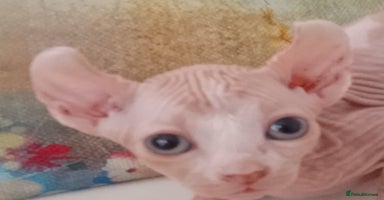 Sphynx cats - Advert 6