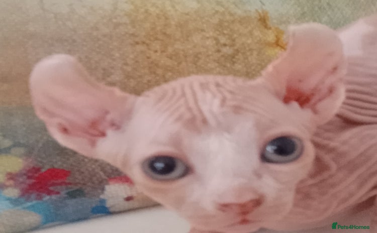 Sphynx cats - Advert 3