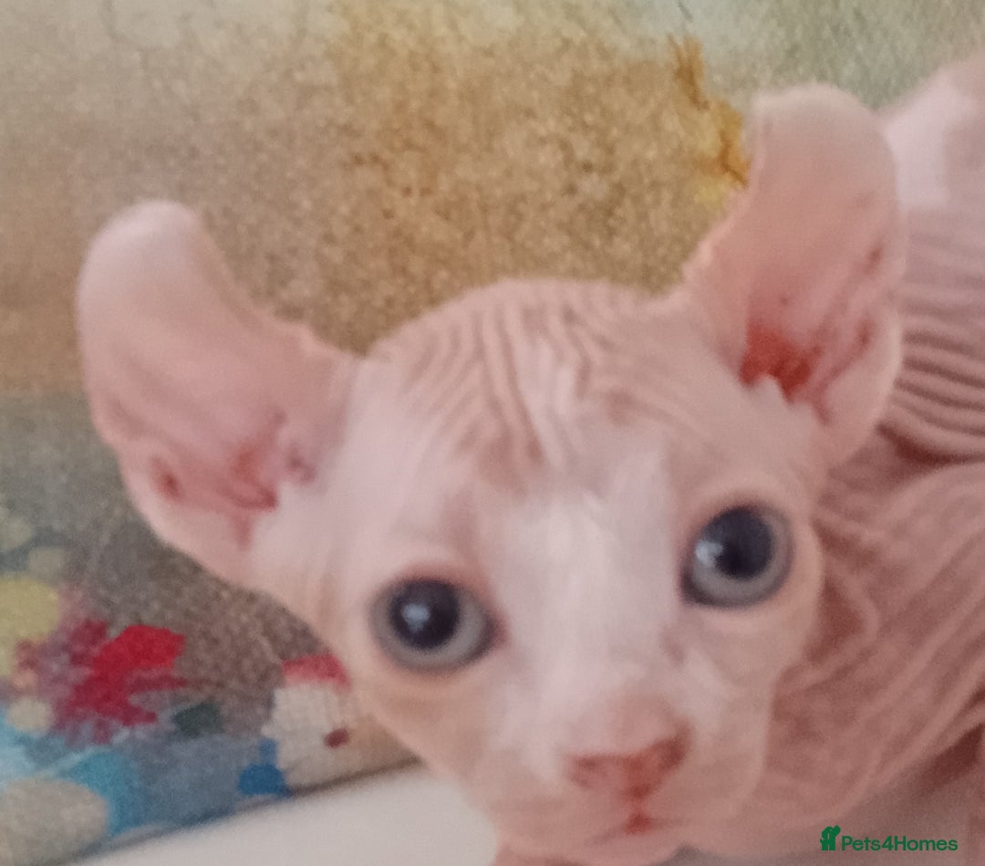 Sphynx cats for sale: Beautiful Sphinx available  - Image 5