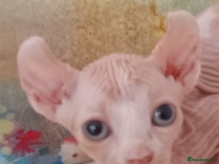 Sphynx cats - Advert 11