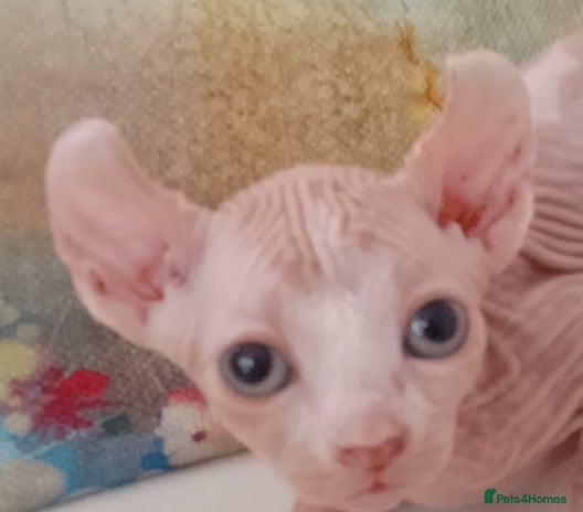 Sphynx cats - Advert 4