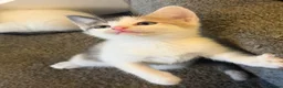 Mixed Breed cats for sale: Mix breed  - Advert 3