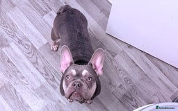 French Bulldog dogs for sale: 14 Month Old French Bulldog - Advert 1