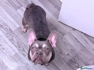 French Bulldog dogs 14 Month Old French Bulldog - Advert 1