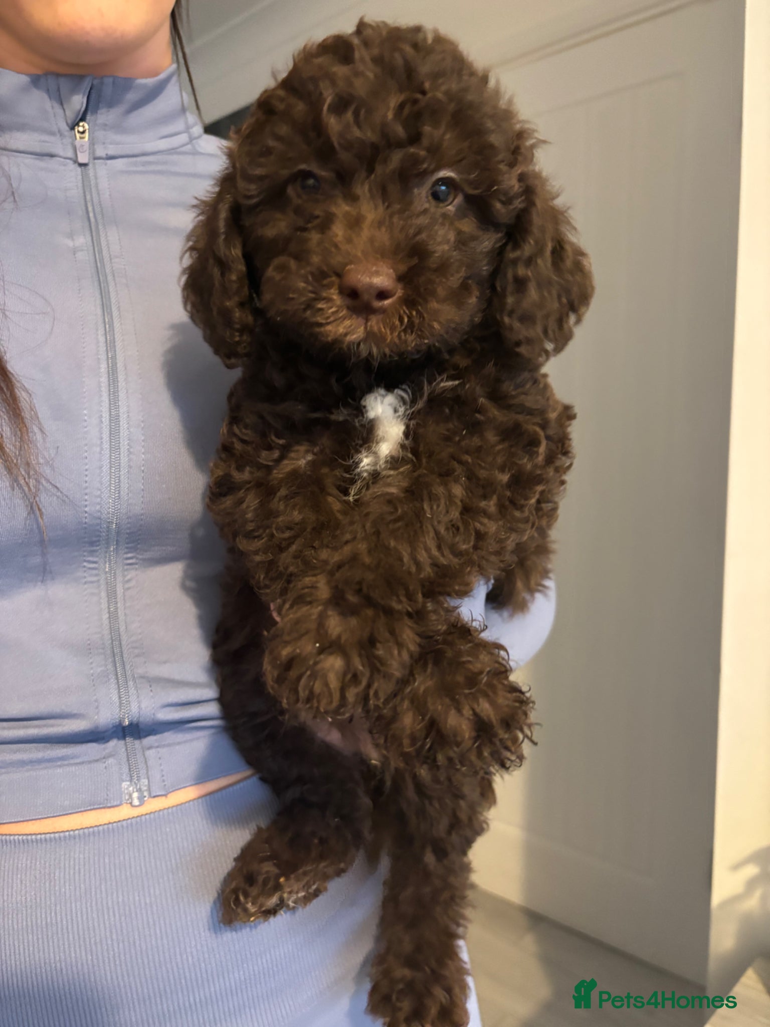 Labradoodle dogs Miniature labradoodles F1B for sale PHANTOM - Advert 9