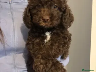 Labradoodle dogs Miniature labradoodles F1B for sale PHANTOM - Advert 1