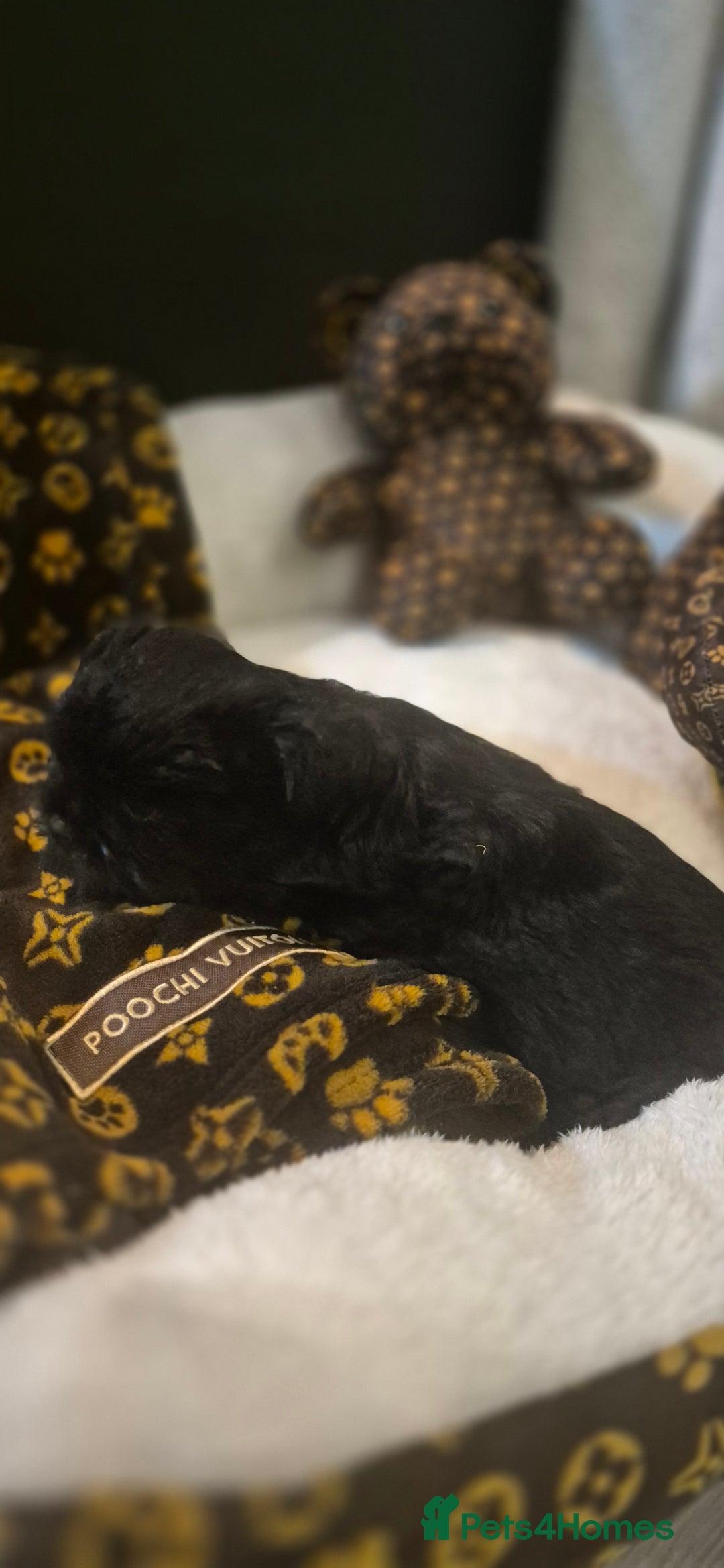 Biewer Terrier dogs for sale: Beautiful Biewer Yorkshire terriers Puppies  - Advert 24