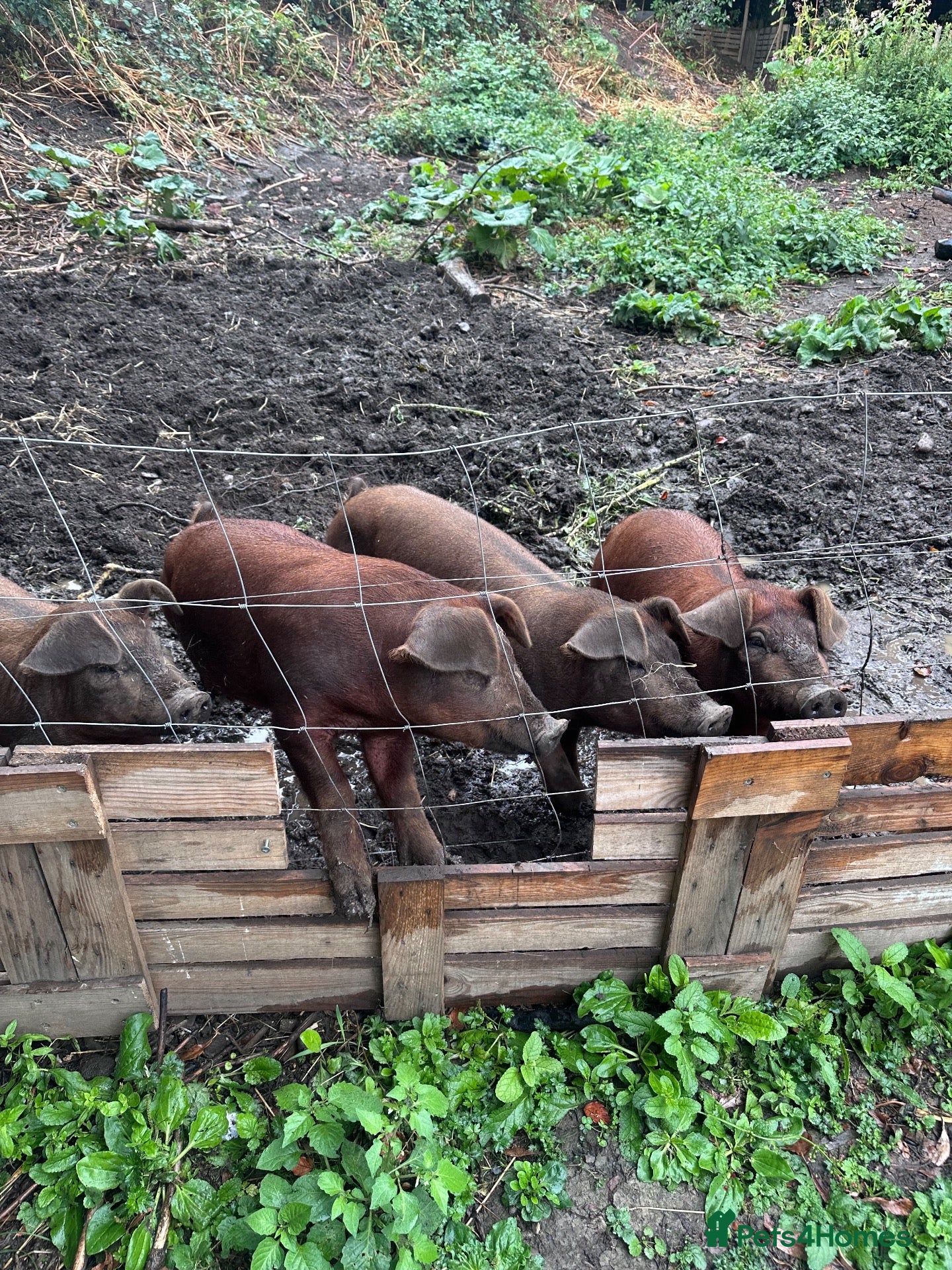 Pig livestock 2 Duroc pigs  - Advert 16