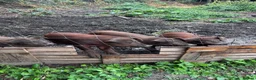 Pig livestock for sale: 2 Duroc pigs  - Advert 1
