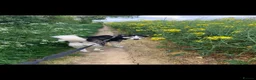 Siberian Husky dogs for stud: Bicolor gorgeous siberian husky for stud - Advert 5