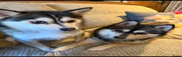 Pomsky dogs for sale: Pomsky Mum & Daughter  - Advert 2
