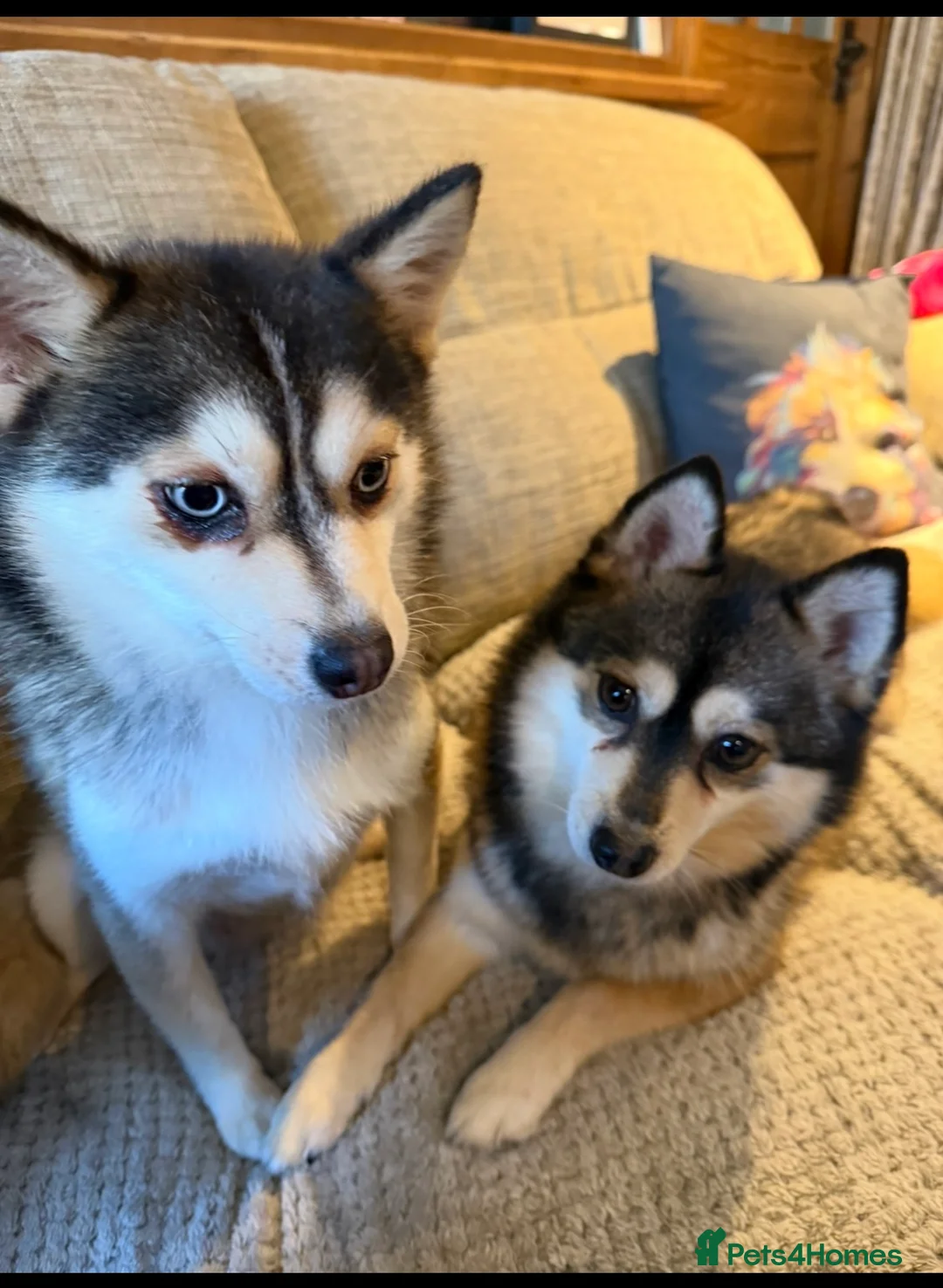 Pomsky dogs for sale: Pomsky Mum & Daughter  - Advert 2