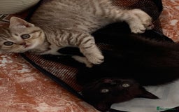 British Shorthair cats for sale: British shorthair kittens  - Image 10
