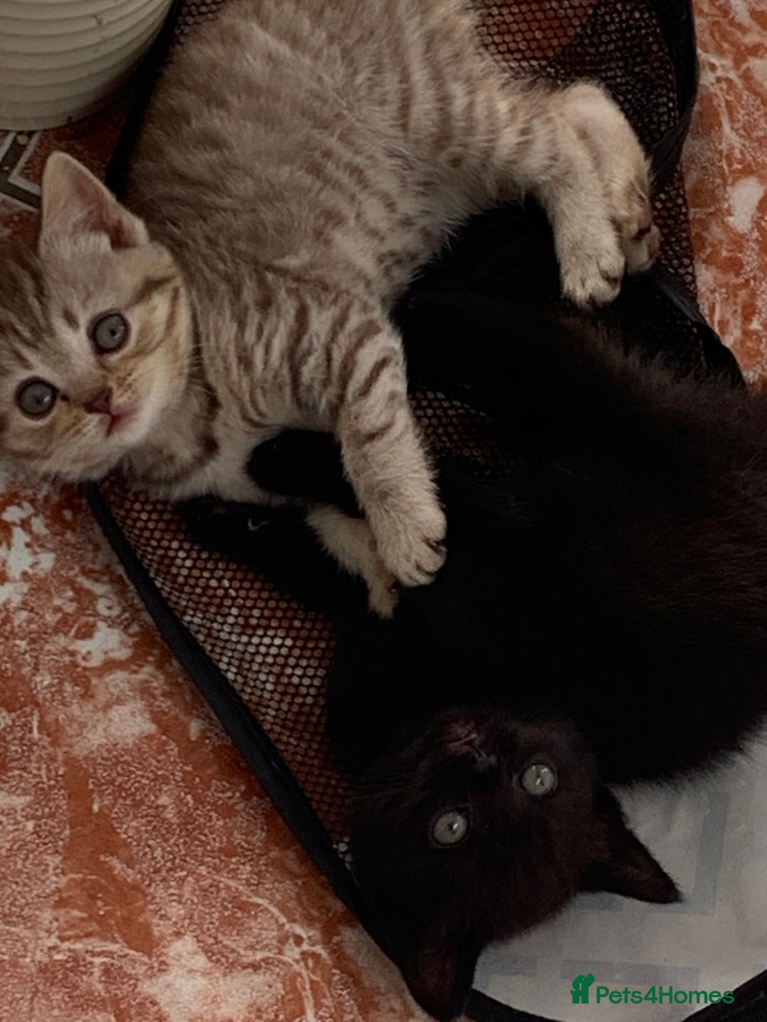 British Shorthair cats for sale: British shorthair kittens  - Image 10