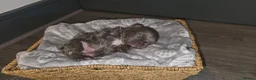 French Bulldog dogs for sale: Fluffy frenchie puppies - Advert 23