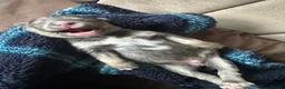 Pomsky dogs for sale: Beautiful Pomsky Puppies–Fluff & Frost pomskies 🐶 - Advert 11
