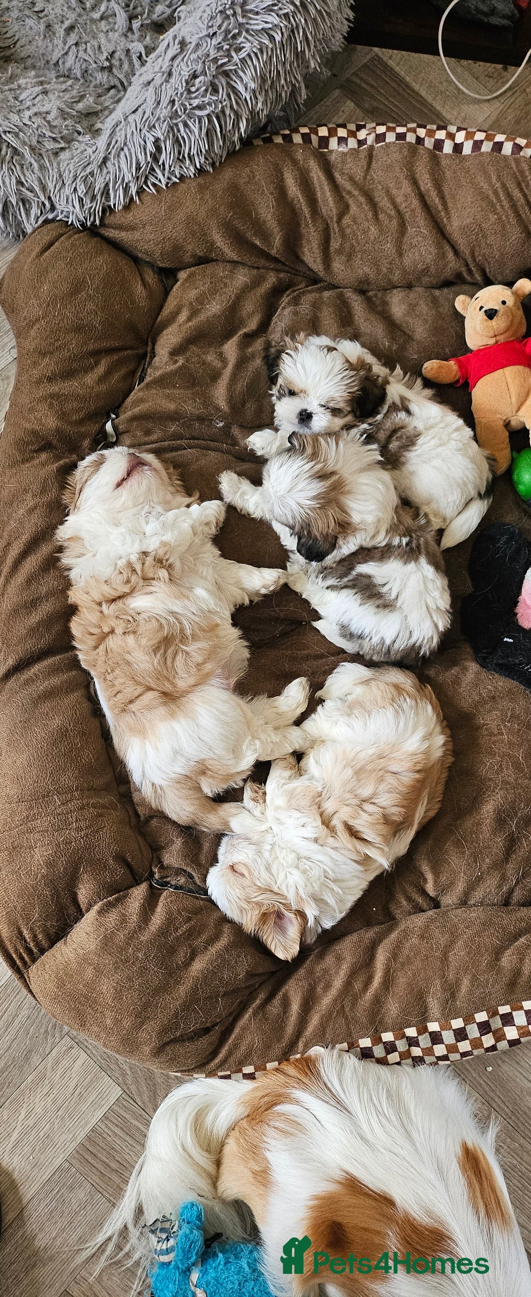 Mixed Breed dogs for sale: 4 beautiful little puppies chihuahua/shih tzu X - Advert 24