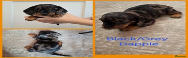 Miniature Dachshund Puppy 3