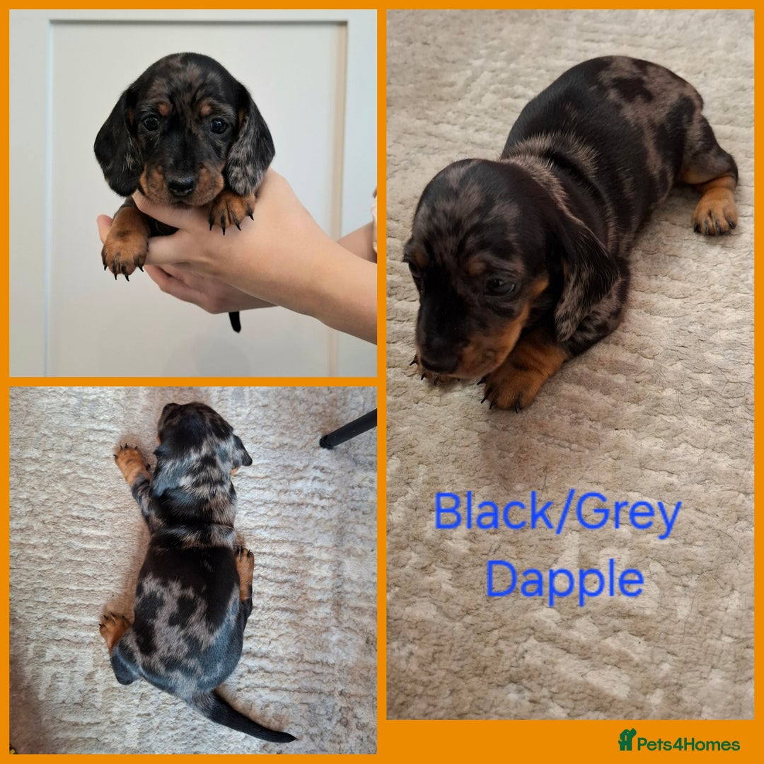 Miniature Dachshund dogs for sale: Female Dachshund Puppies - Image 7