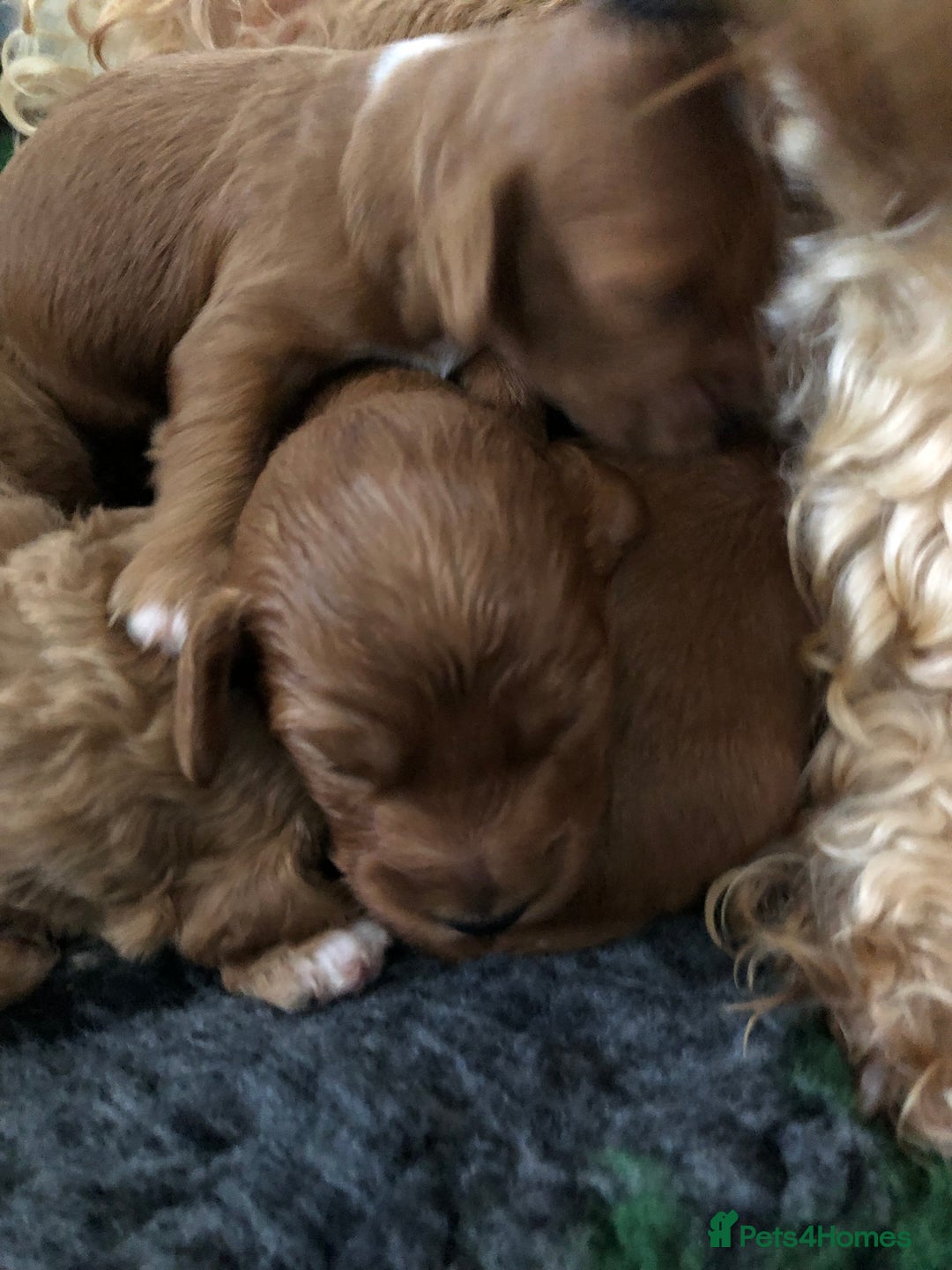 Cockapoo dogs for sale: Cockapoo puppies - Image 6