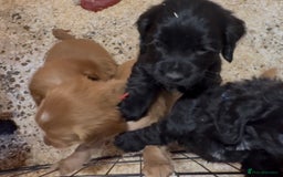 Cockapoo dogs for sale: Cockapoo puppies - Image 7