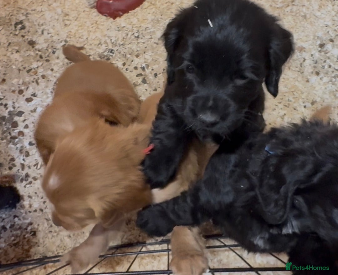 Cockapoo dogs for sale: Cockapoo puppies - Image 7