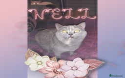 British Shorthair cats for sale: ♥️ Fun Loving British Shorthair Kittens♥️ - Image 14