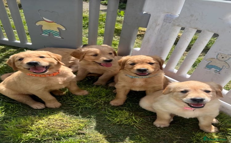 Golden Retriever dogs - Advert 4