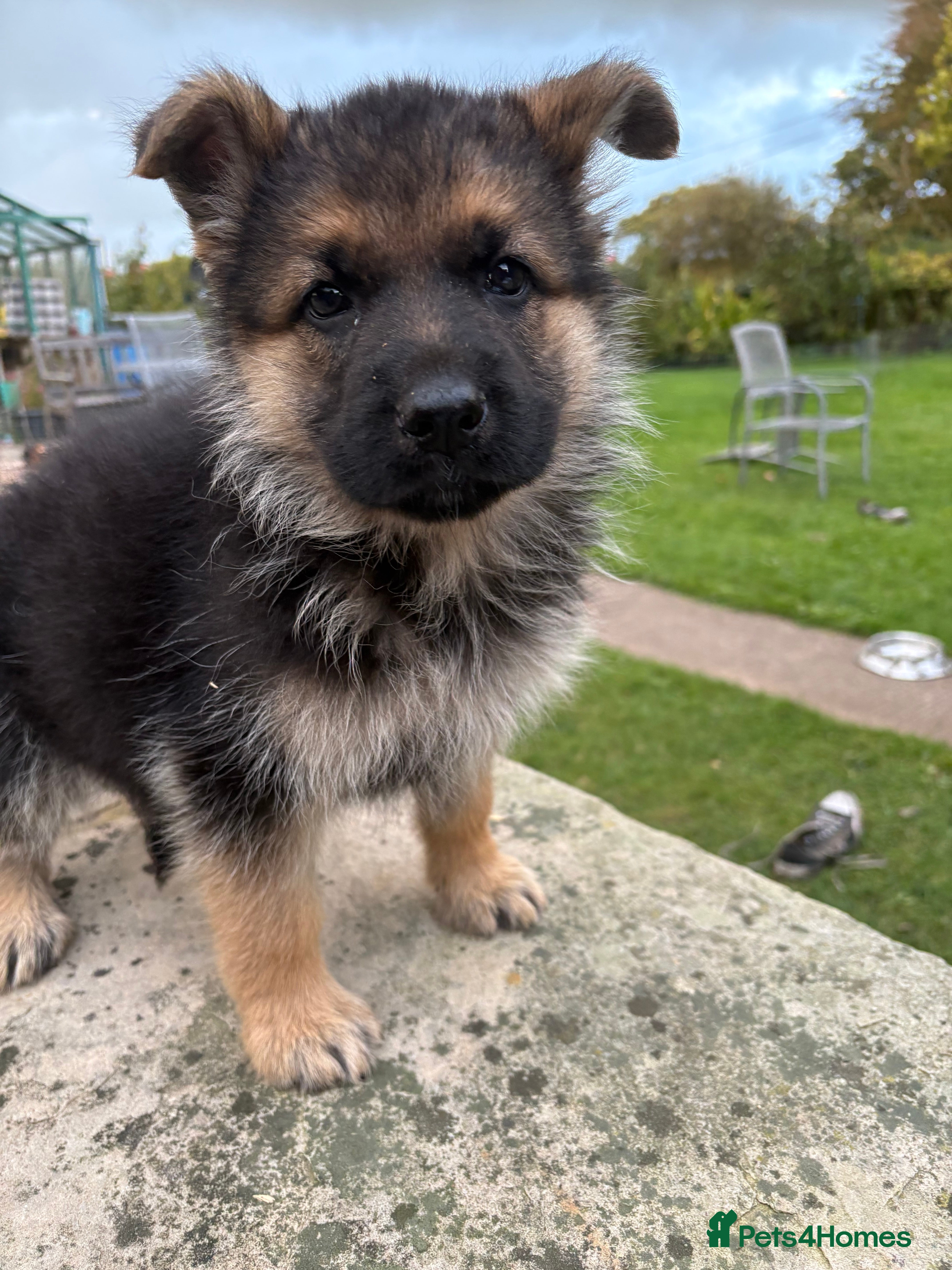German Shepherd dogs Gorgeous German shepherd puppies - Advert 2