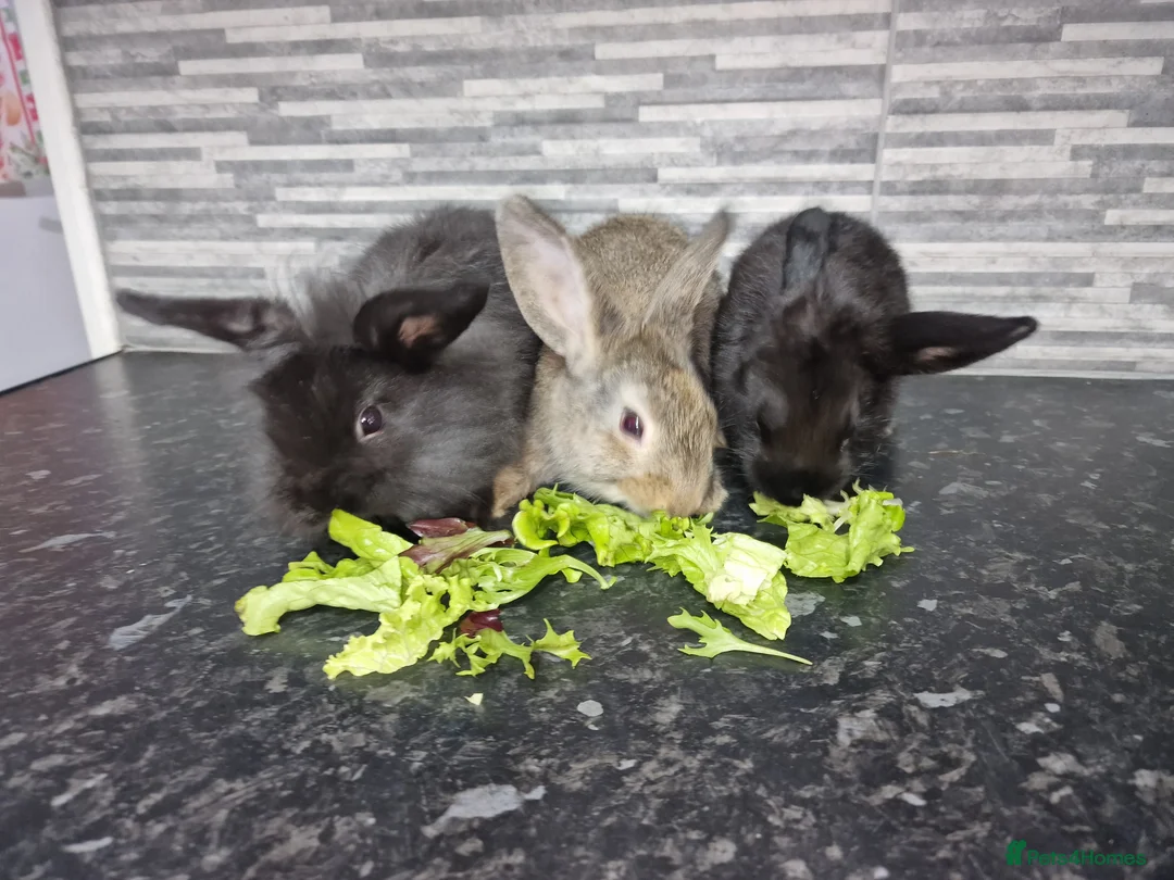 Mini Lion Lop rabbits for sale: Lion lops - Advert 1