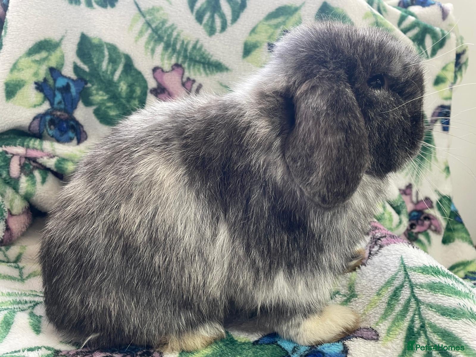 Mini Lop rabbits Mini lop - male 5 months.  - Advert 1