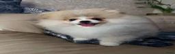 Pomeranian dogs for sale: KC Registered, Teddy bear Pom,Fluffy & Loving  - Advert 13