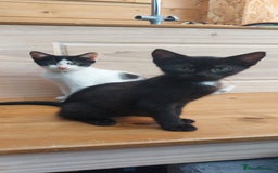 Domestic Shorthair cats for sale: Last 2 happy kittens looking for forever homes - Image 5